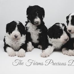 Sheepadoodle Puppies from The Farms Precious Doodles