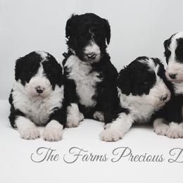 Sheepadoodle Puppies from The Farms Precious Doodles