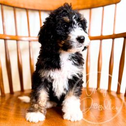 Mocha (Orange) - Tri-color male Bernedoodle puppy in Rockwall, Texas from Glory Doodles