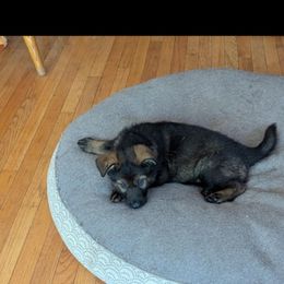 German Shepherd and Siberian Husky Puppies from Sstar