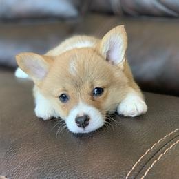 Pembroke Welsh Corgi Puppies from Nunas Corgis