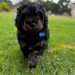 Jet - Phantom male Bernedoodle puppy in Millsap, Texas from Gaston’s Posh Poodles and Doodles
