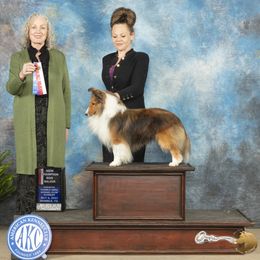 CH "Pepsi" - Shetland Sheepdog