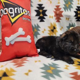 Red collar - Sable female German Shepherd puppy in Ramsey, Illinois from Haus-Farr German Shepherds