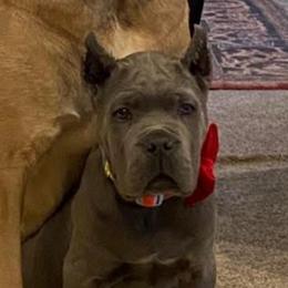 . - Gray female Cane Corso puppy in Olympia, Washington from Grayling Dawn Cane Corso