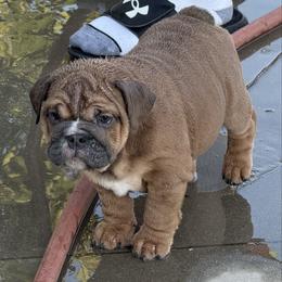Hazel - Blue tri-color female Bulldog puppy in Norco, California from Alizah Bulldogs