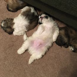 Shih Tzu Puppies from Sugar Paws Heavenly Shih Tzu’s