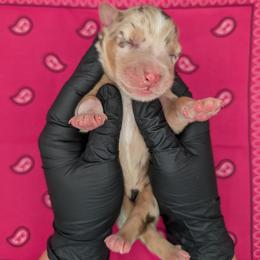 Quinn5Girl1- RMF,LONGtail, blue eyes likely, CHIC-OFA-DNA-AKC Titled Parents - Red merle female Australian Shepherd puppy in South Hill, Virginia from Silverside Aussies LLC