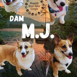 M.J. - Pembroke Welsh Corgi