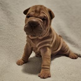 Daisy - Red sable female Chinese Shar-Pei puppy in Bakersfield, California from Cashmerewrinkles