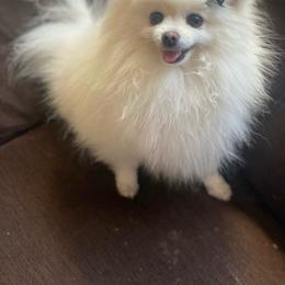 Gigi - Pomeranian