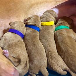 Mako x Reagan - Girl 1 - Chestnut female Pharaoh Hound puppy in Vancouver, Washington from Nefer-Temu Pharaoh Hounds