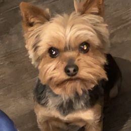 Rocco - Yorkshire Terrier
