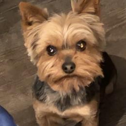 Rocco - Yorkshire Terrier