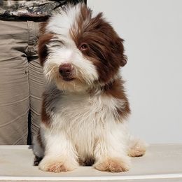 Havanese and Shih Tzu Puppies from Locust Creek Shih Tzu & Havanese