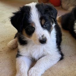 Australian Shepherd Puppies from Abigail’s Angels Australian Shepherds