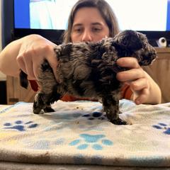 Keke - Black merle female Mudi puppy in Franklinville, New Jersey from Velaris