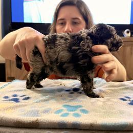 Keke - Black merle female Mudi puppy in Franklinville, New Jersey from Velaris