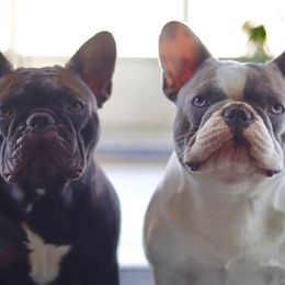 French Bulldogs from Finest Frenchies