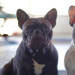 French Bulldogs from Finest Frenchies