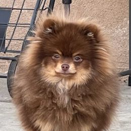 Pomeranians from Nhu Nguyen's Pomeranians