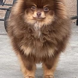 Pomeranians from Nhu Nguyen's Pomeranians