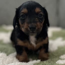 Syrup - Black and tan Dachshund puppy in Moore, South Carolina from Tippy Toes Dachshunds