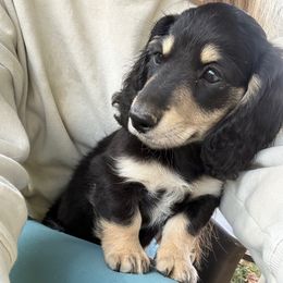 Boy 3 - Black and cream male Dachshund puppy in Boston, Kentucky from River Bottom Mini Doxies