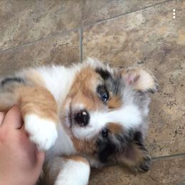 Australian Shepherd Puppies from MND Aussies