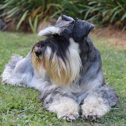 Brock's Miniature Schnauzer - Black male Miniature Schnauzer puppy in Greensburg, Louisiana from Brock’s  Miniature Schnauzers