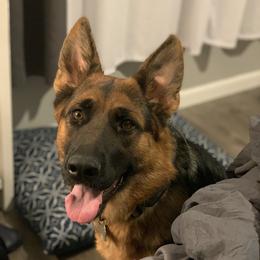 Ava - German Shepherd
