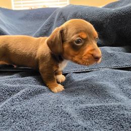 Felix - Piebald male Dachshund puppy in Stillwater, Oklahoma from Shade Tree Dachshunds