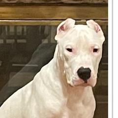 Pearl - Dogo Argentino