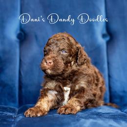Aussiedoodle Puppies from Dani's Dandy Doodles