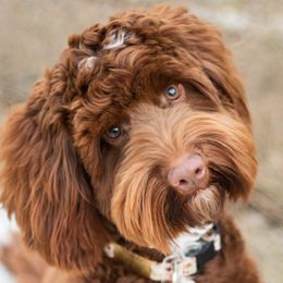 Oliver - Australian Labradoodle
