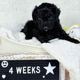 Lindt - Black male Poodle puppy in Florida from Adorable Toy-Miniature Poodles