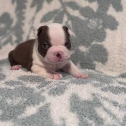 Marley - Red male Boston Terrier puppy in Spokane Valley, Washington from Saltese Acres Boston Terriers