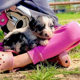 Delta - Blue merle female Australian Shepherd puppy in Mineral Wells, Texas from A6 Australian Shepards