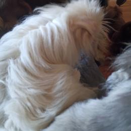 Mighty Mouse - White female Pekingese puppy in Burns, Kansas from Pekingese Dynasty