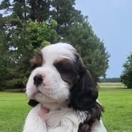 Reign - Sable and white female Cocker Spaniel puppy in Florence, South Carolina from Reddick's American Cocker Spaniels