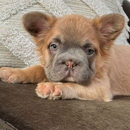 French Bulldogs from Nicholepups