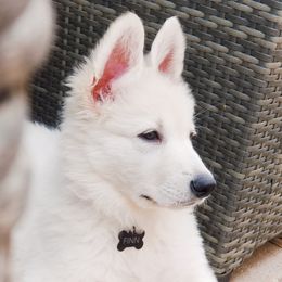 Berger Blanc Suisse Puppies from Absolute Dream White Swiss Shepherds