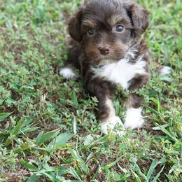 Lily - Chocolate sable female Havapoo puppy in Bowling Green, Kentucky from Denise Clark