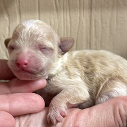 Gideon - Apricot male Maltipoo puppy in Mabelvale, Arkansas from Durham's Designer Poos