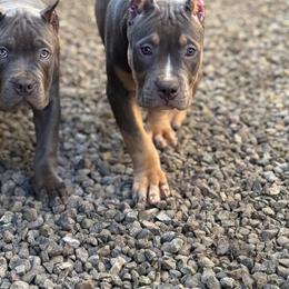 American Bully Puppies from M&M XL Bully Kennel