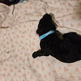 Light Blue  collar Boy 6 - Black male Poodle puppy in Nottingham, Maryland from A & A Pinedale Standard Poodles