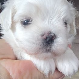 Mr.Orange - White male Maltese puppy in Allentown, Pennsylvania from Linda's Lovely Maltese