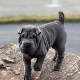 Chinese Shar-Pei Puppies from DCSHARPEI
