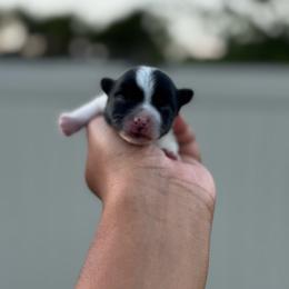 Nate - Parti male Yorkshire Terrier puppy in Deltona, Florida from Poodles by CNC