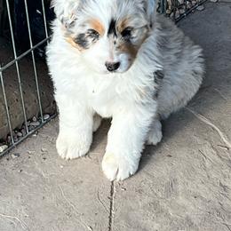 Butch - Blue merle male Australian Shepherd puppy in Monroe, Utah from Shawnkara Australian Shepherds & Miniature American Shepherds